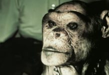 Man Or Ape? The Genetic Mystery Of Oliver Chimpanzee Oliver