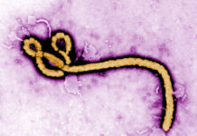 WHO Warns Ebola Outbreak Could Be Wider Than Reported Ebola